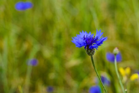 Natural beautiful garden blooming blue cornflower on a blurry background of bright flowers of a...