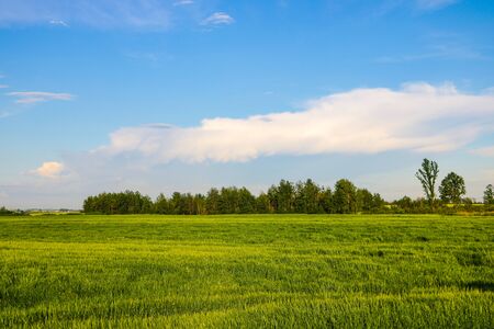 Green field and blue sky with light cloudsの写真素材