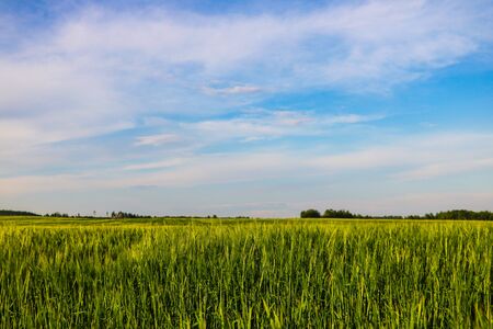 Green field and blue sky with light cloudsの写真素材