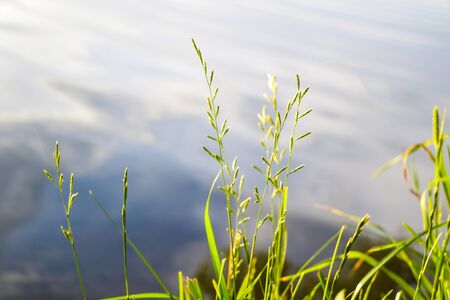 Young green grass near a lake or river, greenery, natureの写真素材