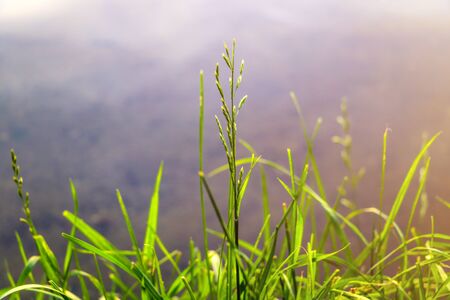 Beautiful nature background, sunset. Summer grass. Wild nature. God. Sun rays Magical backgroundの写真素材