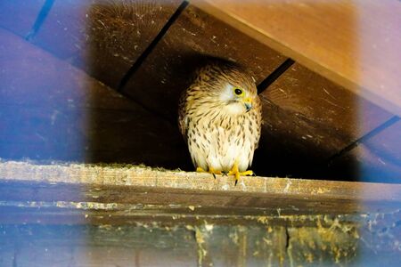 Common Kestrel Portrait Beak Wide Open Falco tinnunculus European kestrelの写真素材
