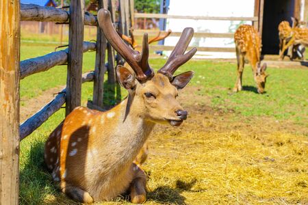 Spotted deer fawn with velvet antlers portraitの写真素材