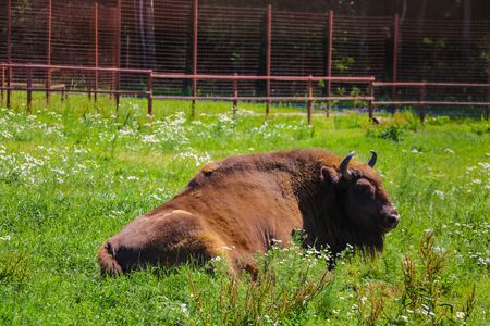 European bison Bison bonasus , also known as European bison or European forest bisonの写真素材