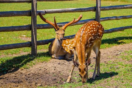 Two white-tailed deer in an open meadow in summerの写真素材