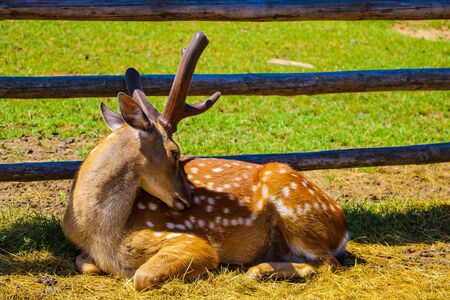 Sika deer lies on the grass on a sunny dayの写真素材