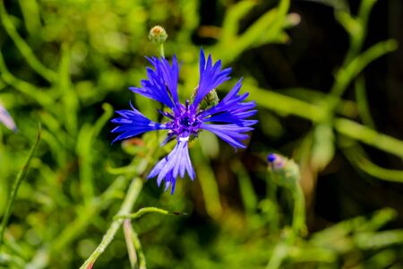 Knapweed blue flower in the garden green, close upの写真素材