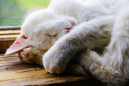 White cat sleeps sweetly on the windowsill of the window, petsの写真素材