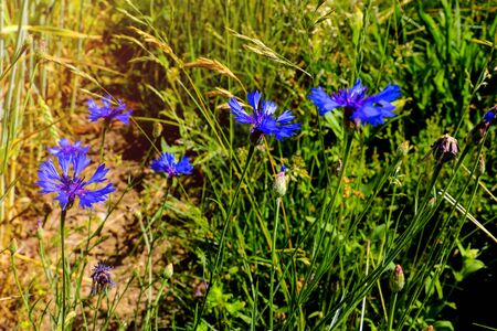 Knapweed, Centaurea montana, mountain cornflower, bachelor's button, montane knapweed or mountain bluetの写真素材