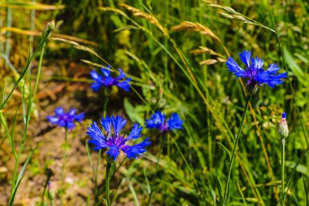 Cornflower, knapweed Centaurea scabiosa or greater knapweed blue flower growing in the field. Close up, selective focusの写真素材
