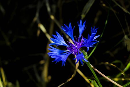 Knapweed, Centaurea montana, mountain cornflower, bachelor's button, montane knapweed or mountain bluetの写真素材