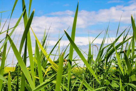 Green grass against the blue sky, a blank for designersの写真素材