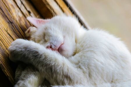 White cat sleeps sweetly on the windowsill of the window, petsの写真素材