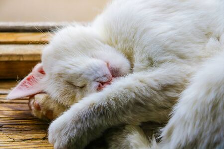 Sleeping kitten head on the windowsill of the window. Kitty pet animal portrait. Lovely little cat relaxing, little pink nose. Sleeping cat head and paws are lying, white and brown kitten is sleepingの写真素材