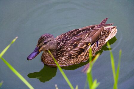 Ducks swim in the water nearby. Wild duck swimming in a pondの写真素材