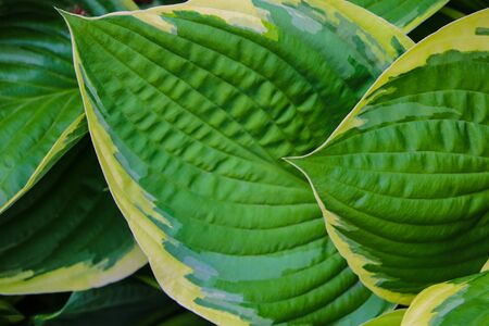 Green bush Hosta. Hosta leaves. Nature background image. Beautiful Hosta leaves backgroundの写真素材