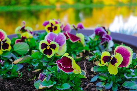 View of funny pansies, violet in the garden, natureの写真素材