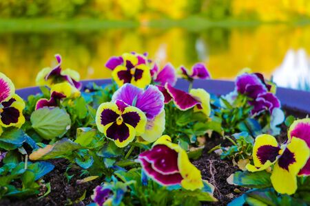 Beautiful violet garden flowers, nature background, selective focusの写真素材
