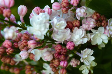 Lilacs blooming in spring scene. Spring blooming pink flowers. Lilac flowersの写真素材