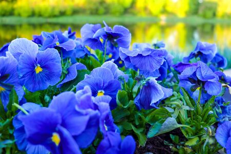 Purple pansy fower. Violet wittrock closeup. Green leaves, large pestleの写真素材