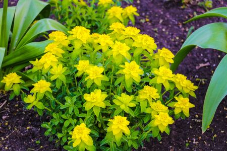 Masses of tiny, star-shaped flowers adorn this quick-growing, low-spreading ground cover. Green leaves are succulent, fleshy, rounded and toothedの写真素材