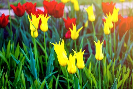 Tulip flowers in bloom spring background of blurry tulips in a tulip garden. Selective focusの写真素材