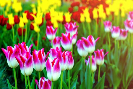 Tulip flowers in bloom spring background of blurry tulips in a tulip garden. Selective focusの写真素材