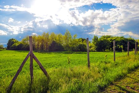 Summer landscape. sky with clouds and green field of grass. Green grass field and blue sky with white clouds. Beatiful field on background of blue skyの写真素材