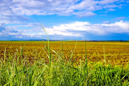 Beatiful morning field with bright sunの写真素材