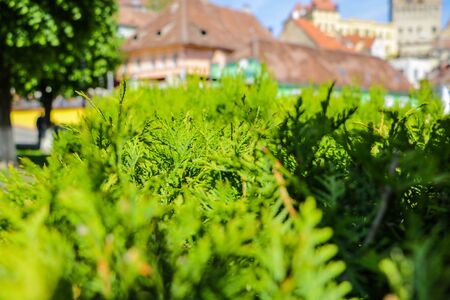 Bushes of a young green juniper in the foreground, in the background of a building and a house, out...