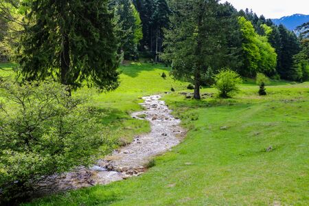 A small mountain stream with cold water flows surrounded by large green trees, nature backgroundの写真素材
