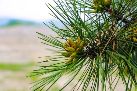 Macro closeup of pine branching off, new growth of branches on a conifer tree