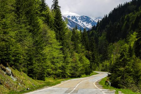 Dark green dense forests in Romania. Nature background. Out of focusの写真素材