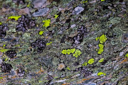 Macro photo of a tree bark with bright moss, background, selective focusの写真素材