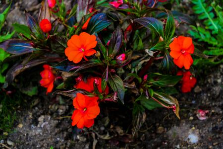 Beautiful Impatiens flowers in the garden, selective focusの写真素材