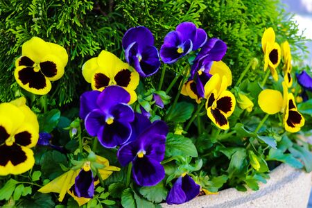 Violet flowers in the garden on a clear sunny day, selective focusの写真素材