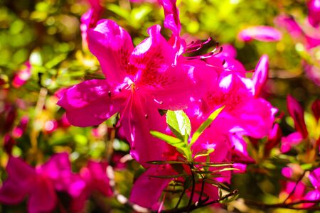 Azalea's flower. Coral pink azalea flowers. Coral pink azalea flowers in the gardenの写真素材