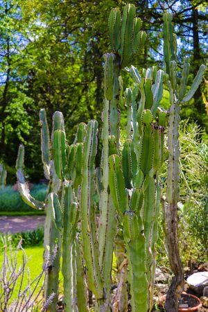 Large green cactus on a clear day, selective focus, sharp needlesの写真素材