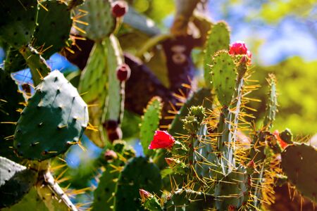 View of blooming prickly cactus, selective focusの写真素材