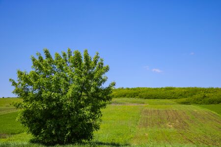 Lonely green tree on a background of meadow and blue sky, nature backgroundの写真素材