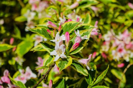 Closeup flowering branch of apple tree in spring or summerの写真素材