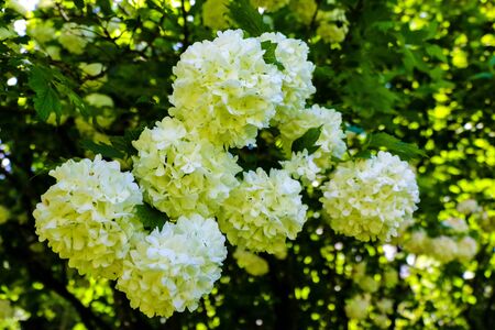Bouquet of white hydrangea flower blossom in morning garden and green backgroundの写真素材