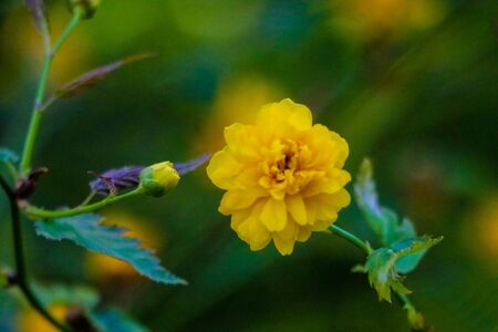 View of yellow marigold small-colored, out of focusの写真素材