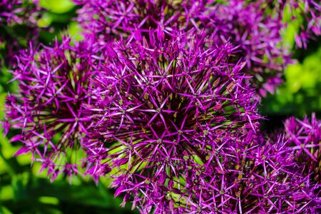 Beautiful purple flowers Allium giganteum, cultivar Globemasterの写真素材