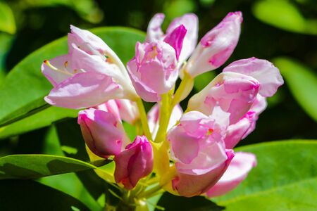 Rhododendron blooming flowers in the spring garden. Beautiful pink Rhododendron close upの写真素材