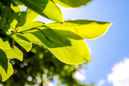 Young green branch with leaves on a background of blue skyの写真素材