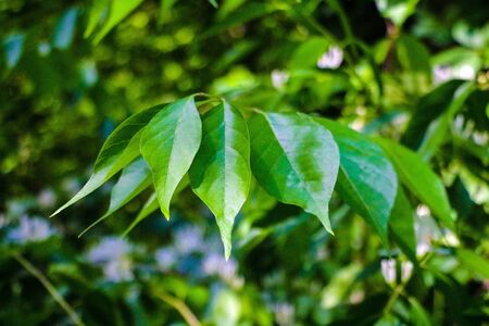 View of daphne Thymelaeaceae in front of green leavesの写真素材