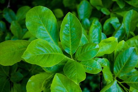 Green leaves of bushes or trees, backgroundの写真素材