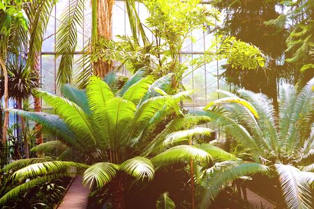 Palm trees in a subtropical Park. Natureの写真素材