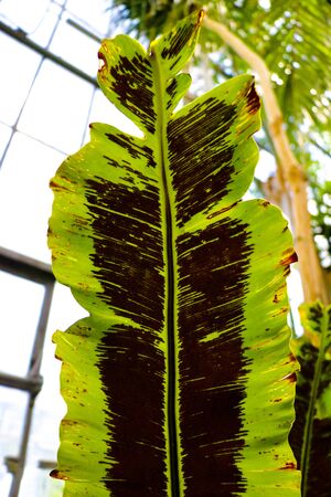 fern on a green backgroundの写真素材